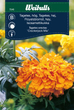 Tagetes, høy 'Crackerjack Mix'